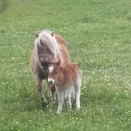 Szálloda Hammerwirt - Forellenhof