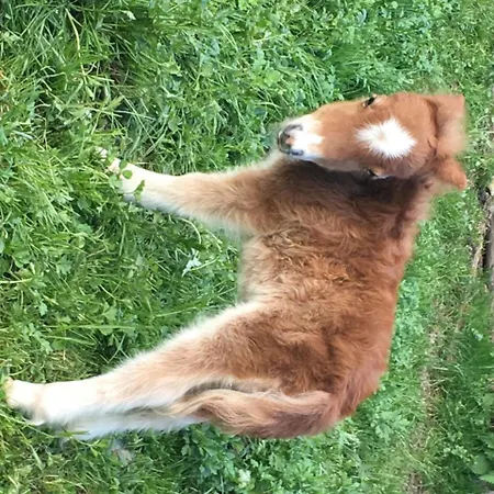 Hammerwirt - Forellenhof