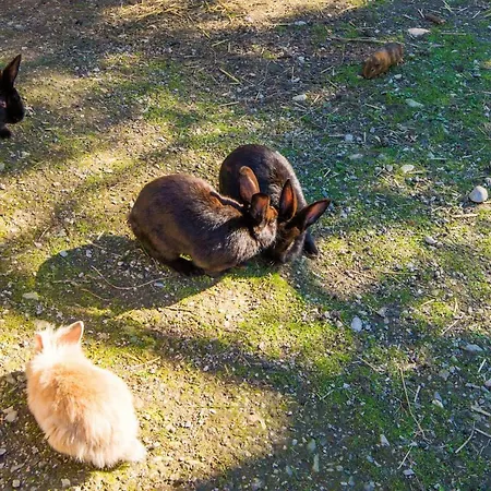 Hammerwirt - Forellenhof ホテル