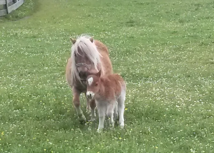 Hotel Hammerwirt - Forellenhof