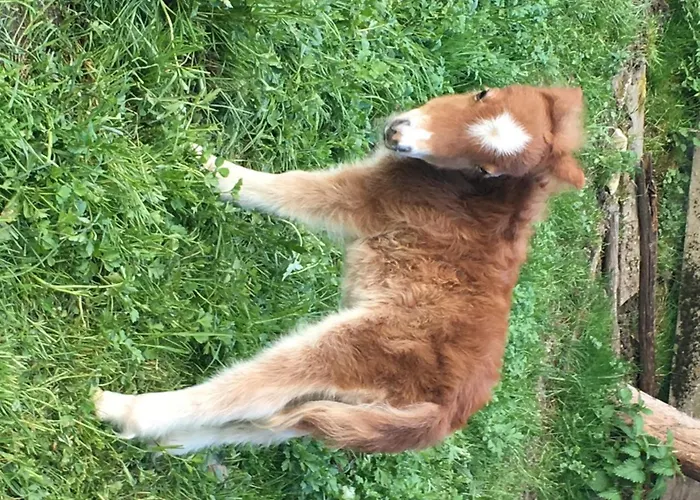 Hammerwirt - Forellenhof